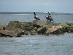 Pelicans on Charleston, SC Jetties