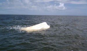 Capsized Vessel Charleston Harbor